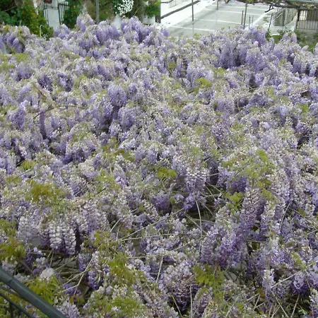 Kostas Walkers Point 3*