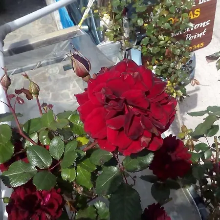 Kostas Walkers Point Δαφνάτα