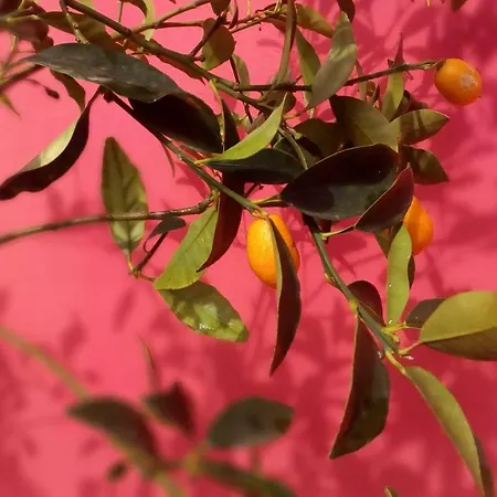 Bed and Breakfast Kostas Walkers Point Δαφνάτα